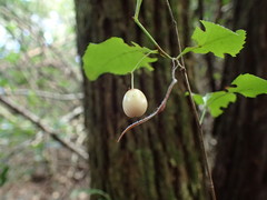 Gymnosporia harveyana harveyana