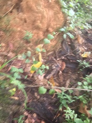 Lexias
