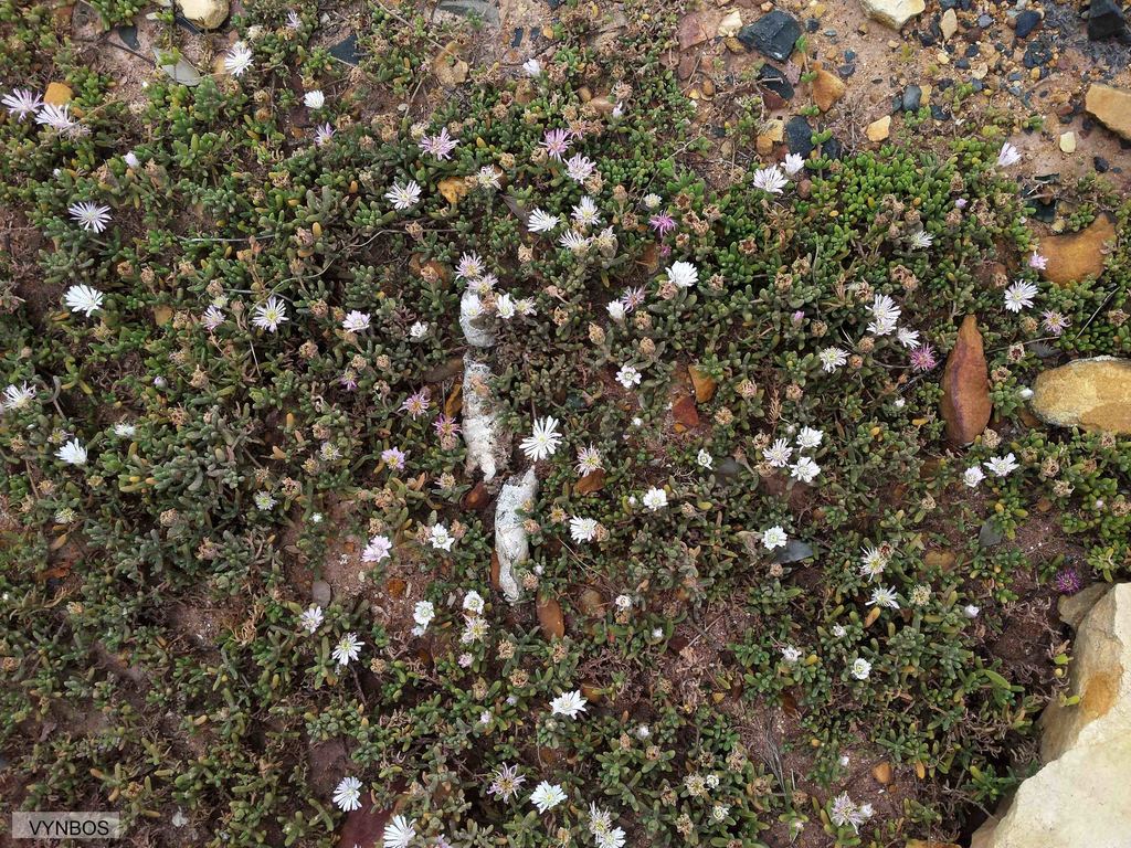 Drosanthemum candens