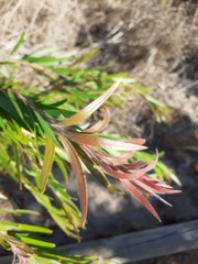 Melaleuca viminalis viminalis