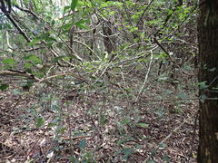 Gymnosporia harveyana harveyana