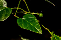 Cissus fragilis