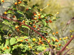 Solanum catombelense
