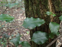 Gymnosporia harveyana harveyana