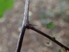 Gymnosporia harveyana harveyana