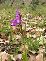Anacamptis