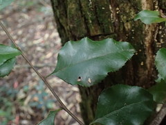 Gymnosporia harveyana harveyana