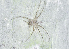 Hersilia asiatica