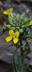 Erysimum crepidifolium