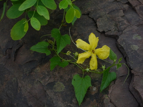 Momordica dioica