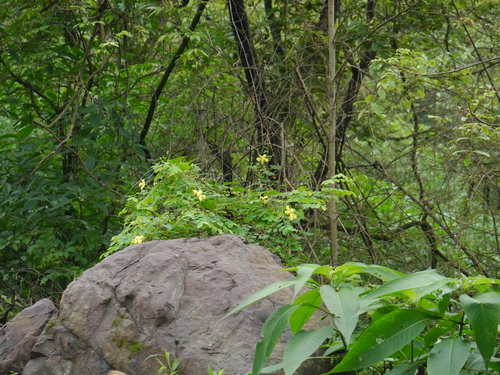 Momordica dioica