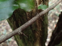 Gymnosporia harveyana harveyana