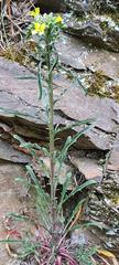Erysimum crepidifolium