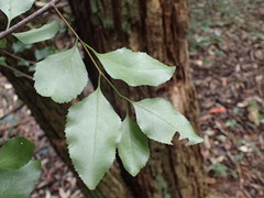 Gymnosporia harveyana harveyana