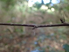 Gymnosporia harveyana harveyana