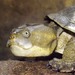 Victoria Short-necked Turtle - Photo (c) Scott Thomson, some rights reserved (CC BY-NC), uploaded by Scott Thomson