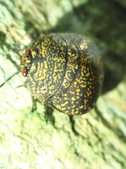 Phyllomegacopta majuscula