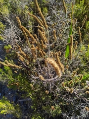 Seriphium cinereum