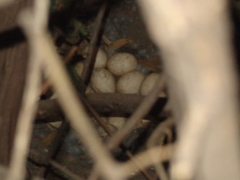 Anas platyrhynchos domesticus