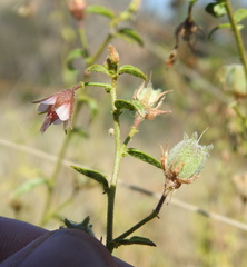 Hermannia boraginiflora
