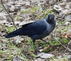 Corvus monedula