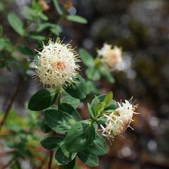 Pimelea ligustrina