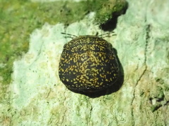 Phyllomegacopta majuscula