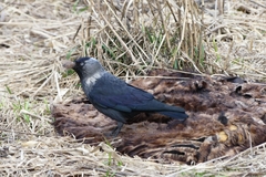 Corvus monedula