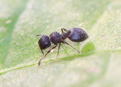 Meranoplus peringueyi