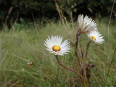 Helichrysum adenocarpum ammophilum