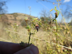 Hermannia boraginiflora