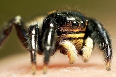 Euophrys herbigrada
