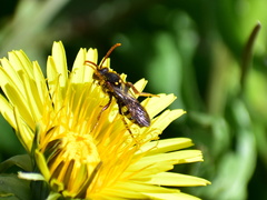 Nomada goodeniana
