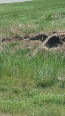 Marmota monax