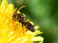 Nomada goodeniana