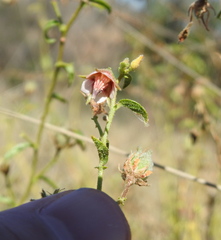 Hermannia boraginiflora