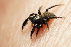 Euophrys herbigrada