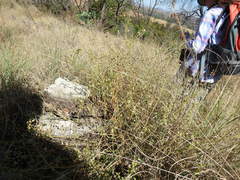 Hermannia boraginiflora