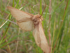 Striphnopteryginae