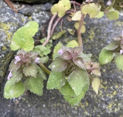 Lamium purpureum