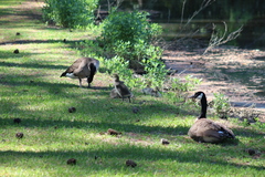 Branta canadensis
