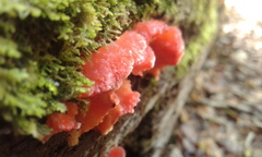 Aurantiporus pulcherrimus