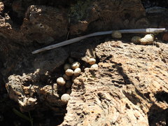 Pronolagus randensis