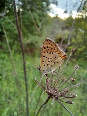 Lycaena bleusei