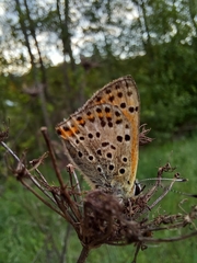 Lycaena bleusei