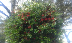 Peraxilla colensoi