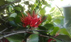 Peraxilla colensoi