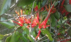 Peraxilla colensoi