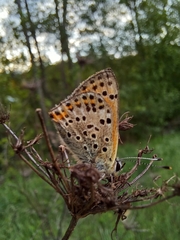 Lycaena bleusei