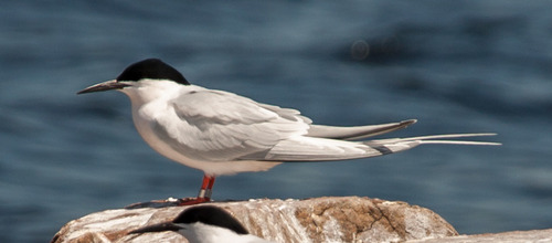 Roseate Tern, photo 4 of 10